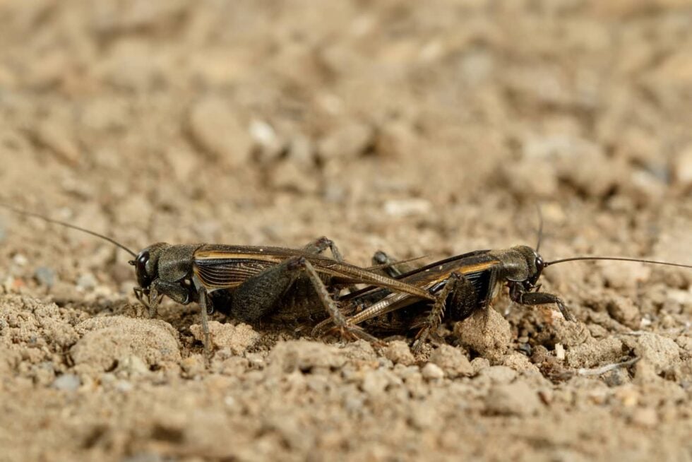 Understanding Desert Crickets - Invader Pest Management