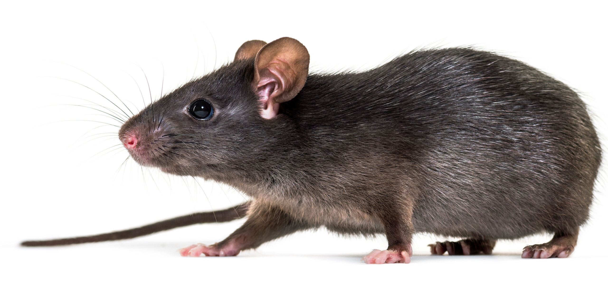 Rat Lifespan: How Long Do Rats Live? - A-Z Animals